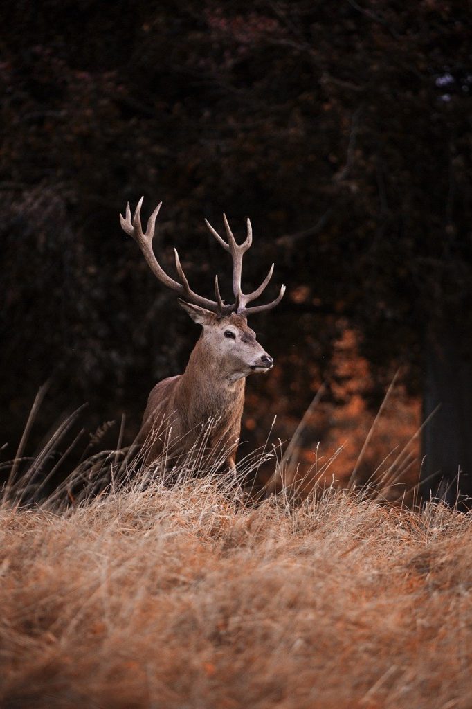 red deer, deer, meadow-4551678.jpg