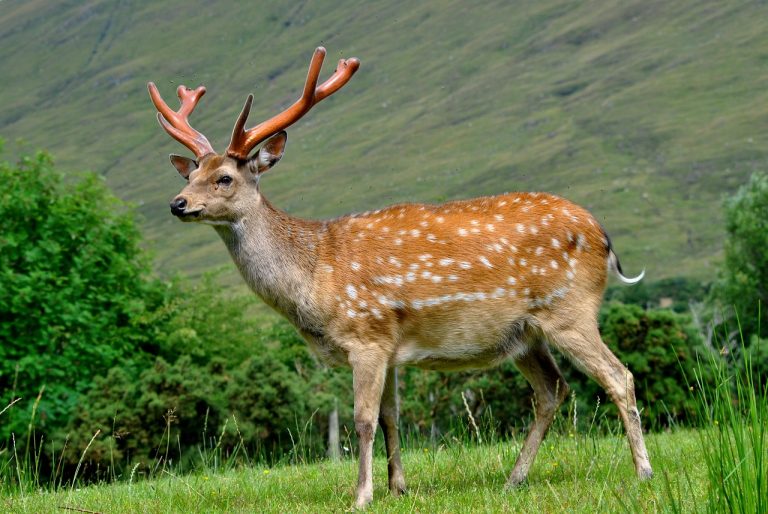 deer, manchurian stag, summer coat-1603298.jpg